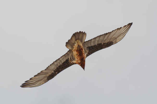 Fauna delle Alpe